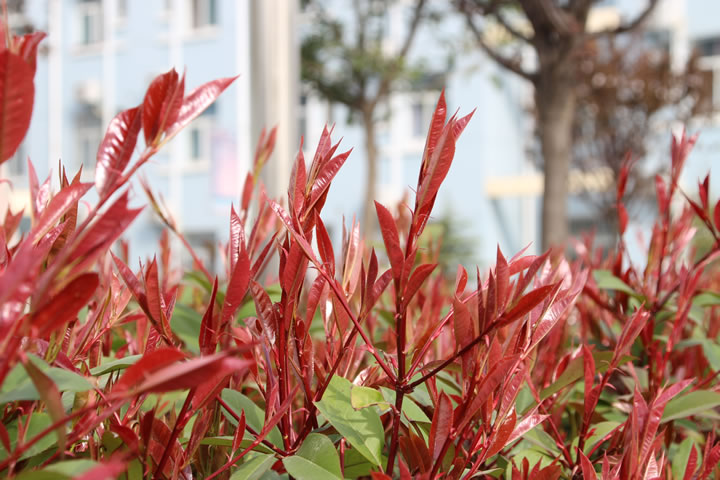 渭南軌道交通運輸學校第四屆校園櫻花文化藝術節(jié)