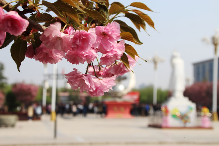 渭南轨道交通运输学校邀您共赏樱花